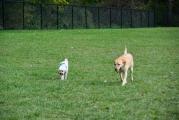 Dog Park