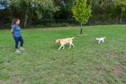 Dog Park