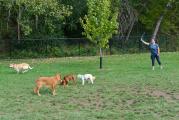 Dog Park