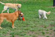 Dog Park