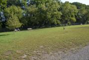 Dog Park