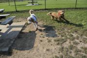Dog Park
