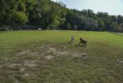 Dog Park