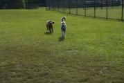Dog Park