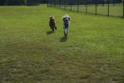 Dog Park