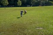 Dog Park