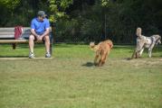Dog Park