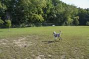 Dog Park