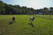 Dog Park