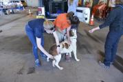 Drive through Rabies Clinic