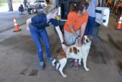 Drive through Rabies Clinic